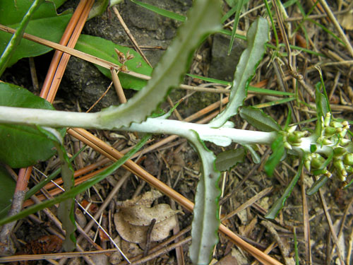 ウラジロチチコグサ