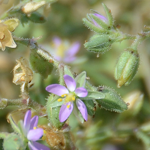 Spergularia bocconii