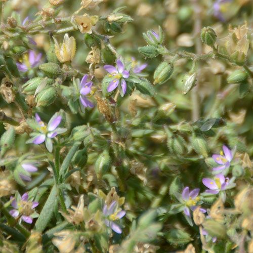 ウシオハナツメクサの全体