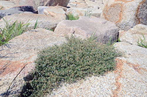 ウシオハナツメクサの群落