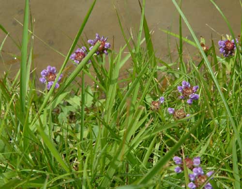 Prunella vulgaris