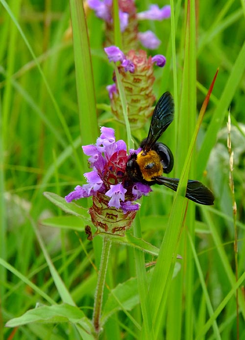 ウツボグサとクマバチ