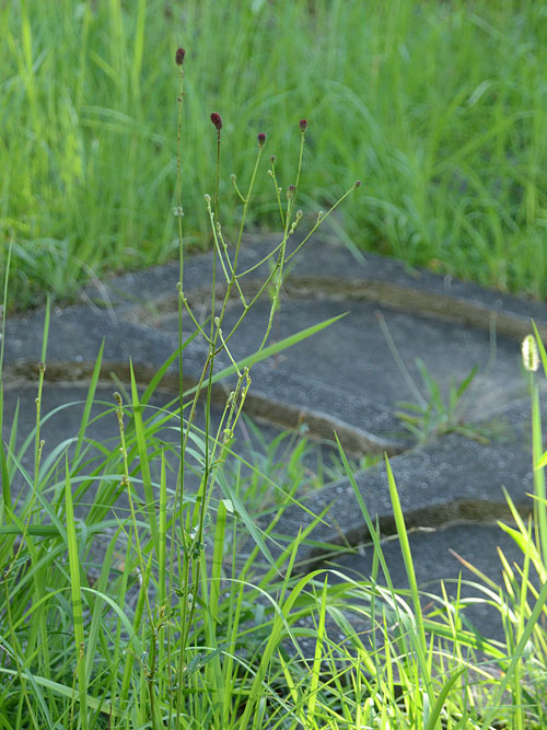 Sanguisorba officinalis