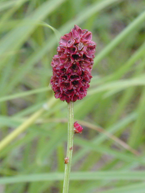 ワレモコウの花をアップで