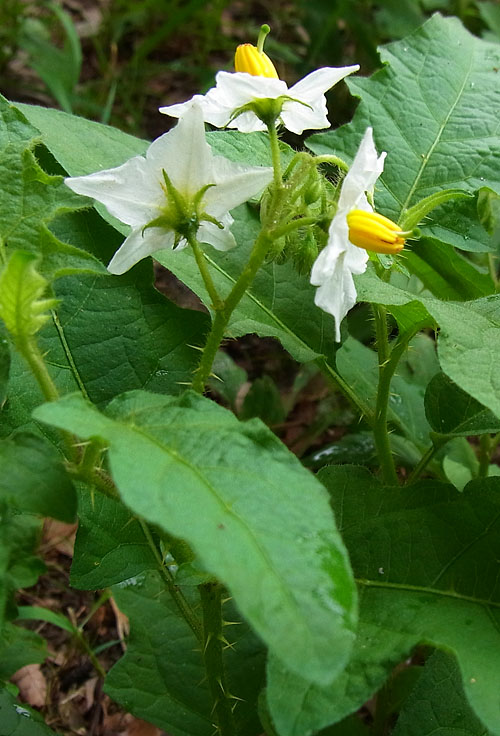 ワルナスビの花