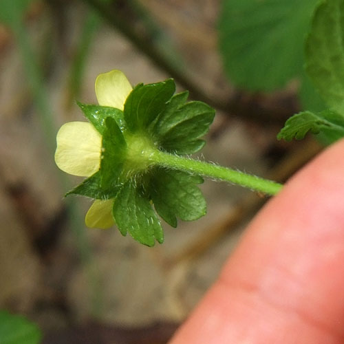 ヤブヘビイチゴの複ガク片