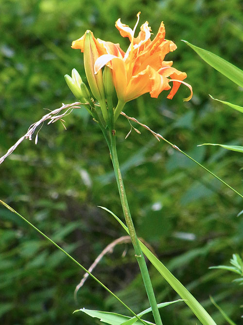 Hemerocallis fulva