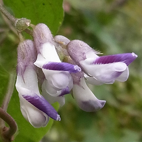 Amphicarpaea edgeworthii japonica