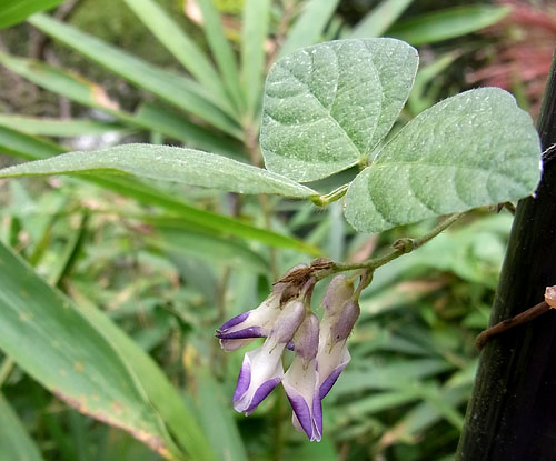ヤブマメの葉の様子
