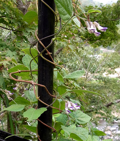 ヤブマメのつる