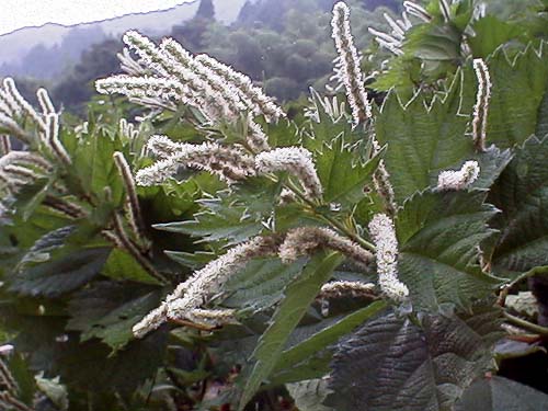 ヤブマオの仲間その１