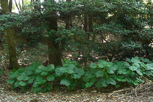 ヤブマオの仲間その２