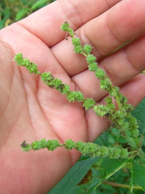 ヤブマオの仲間その２