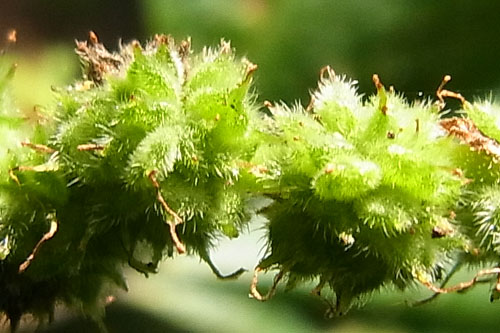 ヤブマオの仲間その２