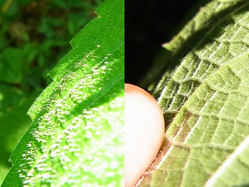 ヤブマオの仲間その２