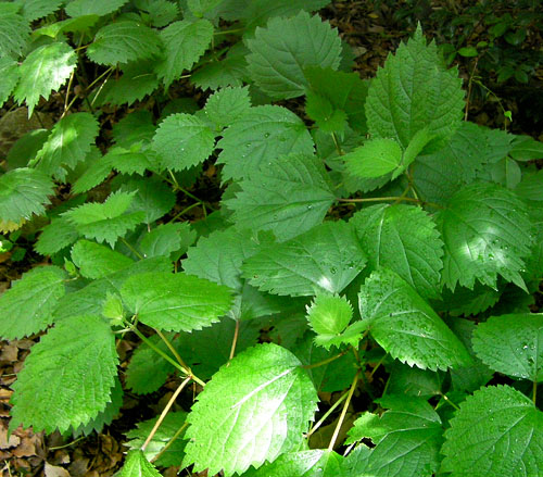 ヤブマオの仲間その２