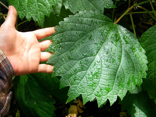 ヤブマオの仲間その２