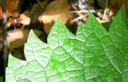 ヤブマオの仲間その２