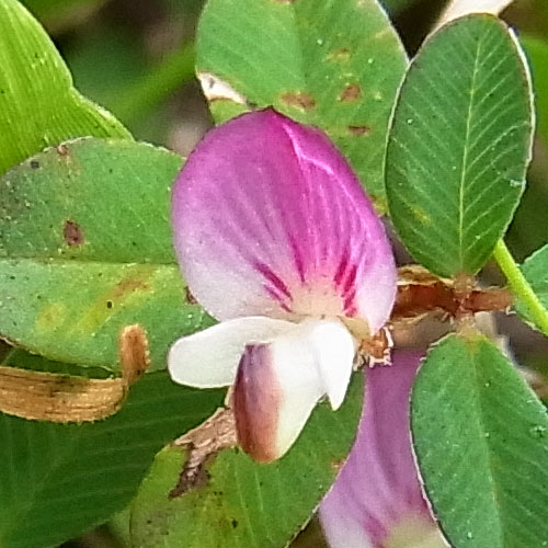 Lespedeza striata