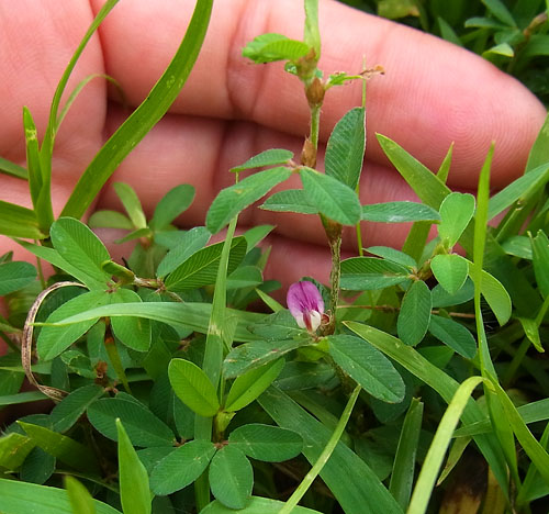 ヤハズソウの大きさ