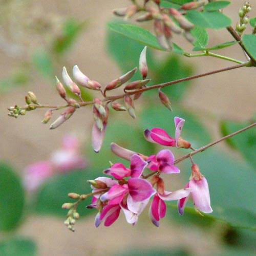 Lespedeza bicolor
