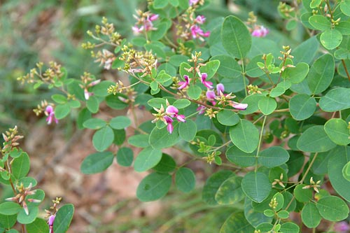 ヤマハギの全体の姿