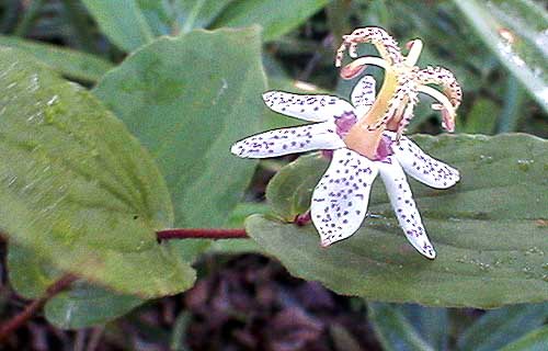 Tricyrtis affinis