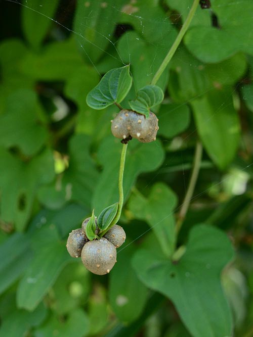 Dioscorea japonica