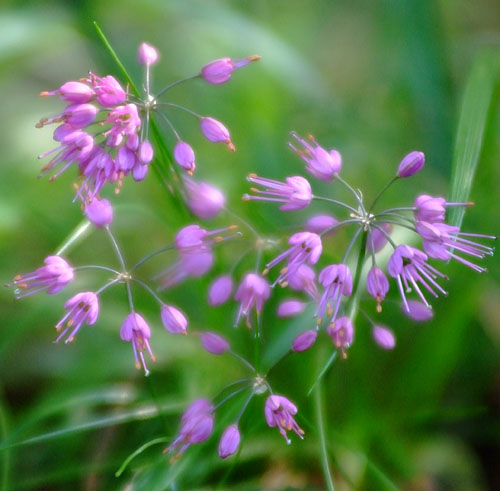 Allium thunbergii