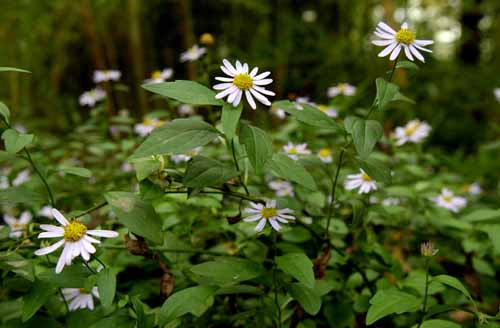 Aster yomena