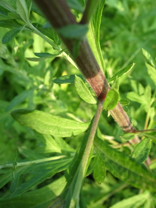 ヨモギの仮托葉