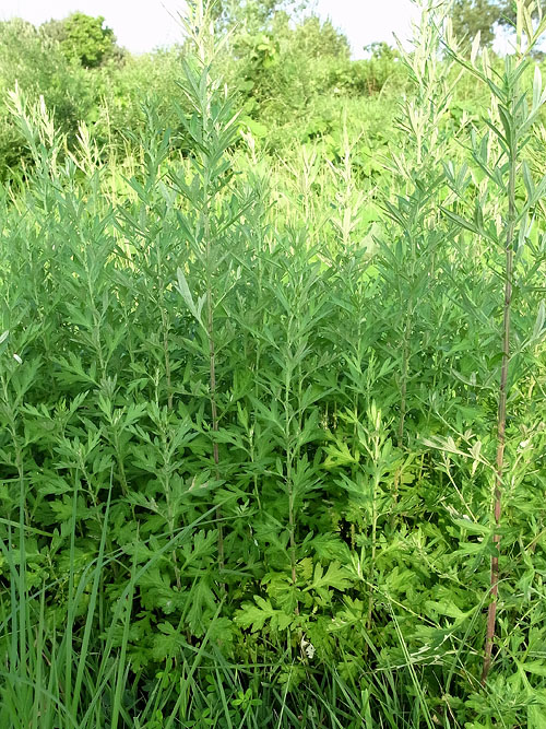 ヨモギの茎色の色々