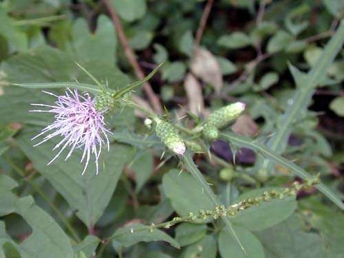 Cirsium nipponicum yoshinoi