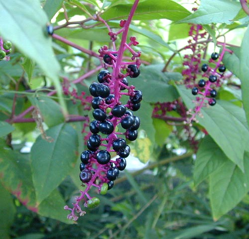 ヨウシュヤマゴボウ