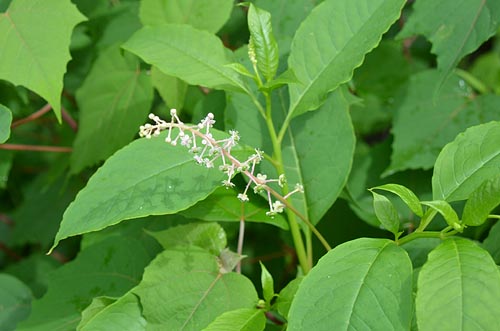 Phytolacca americana