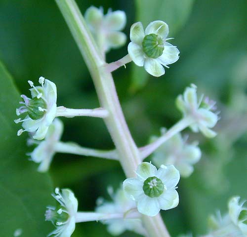 ヨウシュヤマゴボウの花アップ