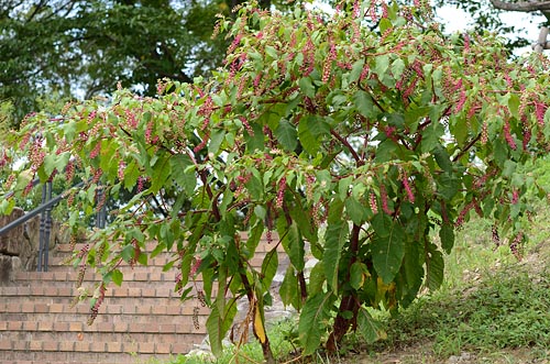 木のようなヨウシュヤマゴボウ