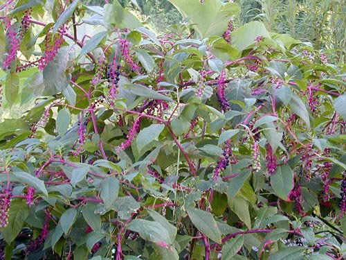 ヨウシュヤマゴボウの草姿