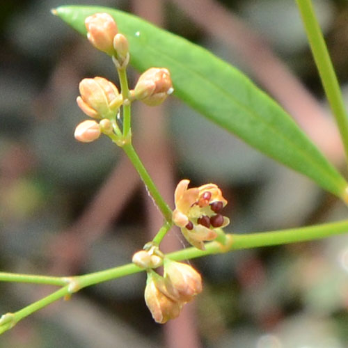 ザクロソウの果実